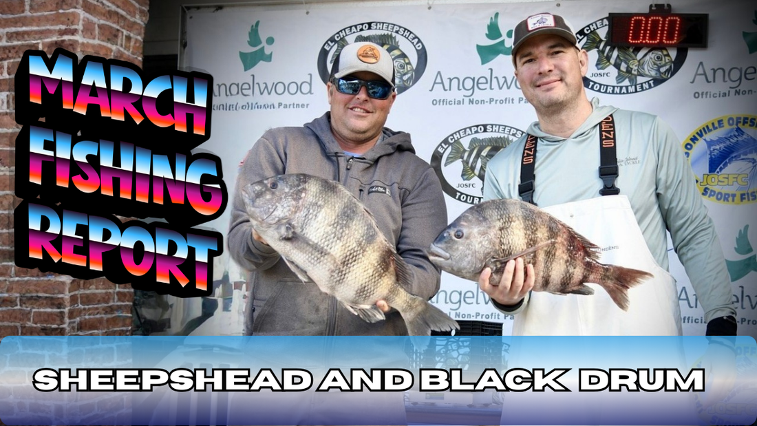 March Fishing Report in Amelia Island Florida.  How to catch big black drum and sheepshead