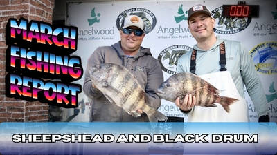 Sheepshead caught near Amelia Island El Cheapo